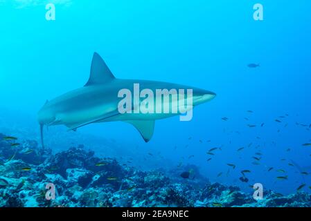 Galapagos Shark (Carcharhinus galapagensis), Cocos Island, Costa Rica, Pazifik, Pazifischer Ozean Stockfoto