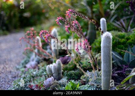 Gemischte Sukkulenten und Kakteen, Sukkulenten Garten, Kakteen Garten, gemischt Sukkulenten und Kakteen, Sukkulenten Blume, Sukkulenten Blumen, echeveria Locken, Cleistoc Stockfoto