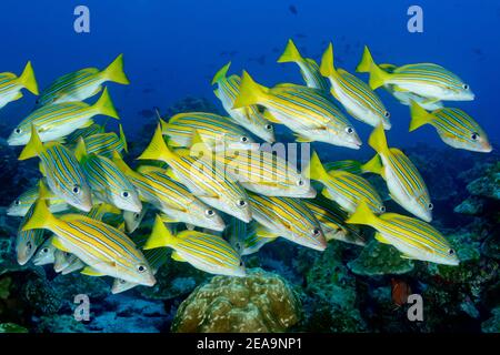 Schule des blauen Goldes Snapper (Lutjanus viridis), Cocos Island, Costa Rica, Pazifik, Pazifischer Ozean Stockfoto