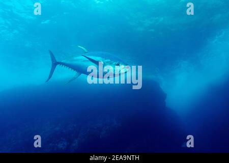 Gelbflossenthun (Thunnus albacares), Cocos Island, Costa Rica, Pazifik, Pazifischer Ozean Stockfoto
