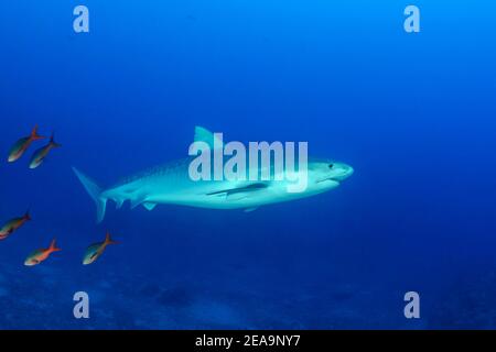 Tiger Shark (Galeocerdo cuvier), Cocos Island, Costa Rica, Pazifik, Pazifischer Ozean, Maneulita Chanel Stockfoto