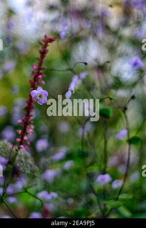 Thalictrum delavayi,Persicaria amplexicaulis,Wiesenraute, lila, lila, Blume, Blumen, blühend, ausdauernd, luftig blühend, gemischte Bepflanzung sche Stockfoto