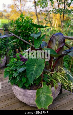 Pflanzgefäß, Topf, Behälter, tropischer Blumentopf, tropisch, Colocasia esculenta Pink China, Salvia Liebe und Wünsche, ensete ventricosum maurelii, Banane, Blätter, Blatt Stockfoto