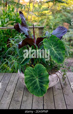 Pflanzgefäß, Topf, Behälter, tropischer Blumentopf, tropisch, Colocasia esculenta Rüschen, Salvia, ensete ventricosum maurelii, Banane, Blätter, Laub, exotisch, Balkon pl Stockfoto