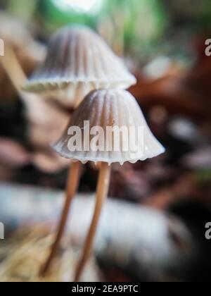 Lachgas-Motorhaube. Nahaufnahme der Natur im Wald, Pilze Stockfoto