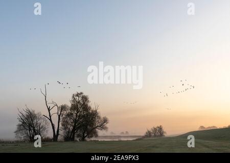 Neblige Stimmung bei Sonnenaufgang in der Wiesenlandschaft des Elbtales bei Garlstorf, Niedersachsen Stockfoto