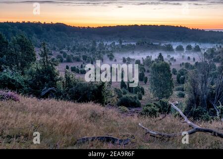 Der Totengrund in Niedersachsen während der Heidezeit blüht ein Das Herz der Lüneburger Heide bei Sonnenaufgang und Nebel Stockfoto