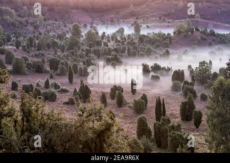 Der Totengrund in Niedersachsen während der Heidezeit blüht ein Das Herz der Lüneburger Heide bei Sonnenaufgang und Nebel Stockfoto