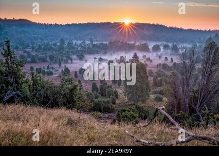 Der Totengrund in Niedersachsen während der Heidezeit blüht ein Das Herz der Lüneburger Heide bei Sonnenaufgang und Nebel Stockfoto