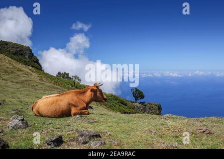 Blick von der Hochebene in Fanal, Madeira, Portugal auf den blauen Atlantik mit Wolken am Berghang und einem auf dem Gras liegenden Vieh Stockfoto