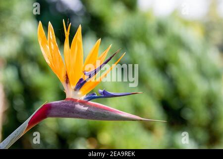 Eine Strelitzia, auch bekannt als der Vogel der Paradiesblume, fotografiert auf Madeira Stockfoto