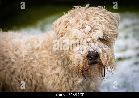 Weich beschichteter Wheaten Terrier mit schneebedecktem Gesicht Stockfoto