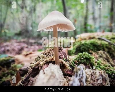 Lachgas-Motorhaube. Nahaufnahme der Natur im Wald, Pilze Stockfoto