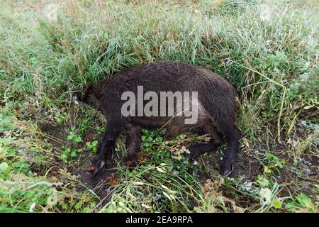 Tote Wildschweine liegt auf der Seite der Straße Stockfoto