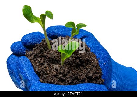 Horizontale Aufnahme von drei jungen Zucchini-Pflanzen, die in den kuppeligen Händen eines Gärtners auf Weiß isoliert gehalten werden. Stockfoto