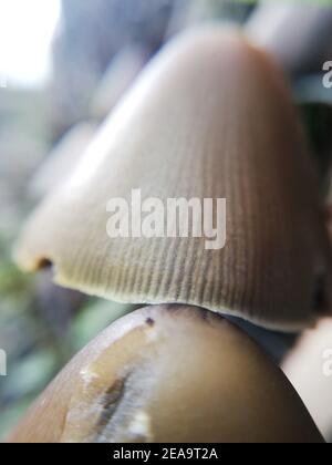 Pinecone Pilz. Nahaufnahme der Natur im Wald, Pilze Stockfoto