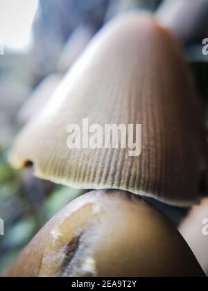 Pinecone Pilz. Nahaufnahme der Natur im Wald, Pilze Stockfoto