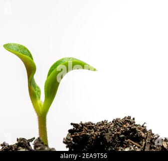 Horizontale Aufnahme eines jungen Sprosses mit Schmutz isoliert auf weiß. Stockfoto