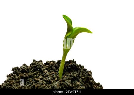 Die horizontale Aufnahme des jungen Zucchini-Schusses im Boden, der auf weiß isoliert ist. Stockfoto