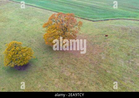 Europa, Deutschland, Hessen, Hinterland, Naturpark Lahn-Dill-Bergland, herbstfarbene Eichen bei Dautphetal Stockfoto