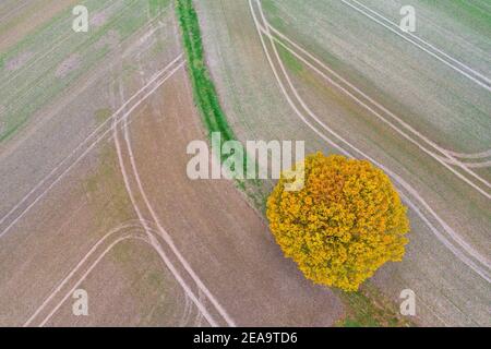 Europa, Deutschland, Hessen, Schwalm, Wasenberg, alte Stieleiche im Herbstlaub, Luftaufnahme Stockfoto