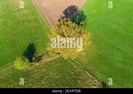 Europa, Deutschland, Hessen, Marburger Land, alte Eiche im Feldkorridor bei Rauschenberg, Herbst Stockfoto
