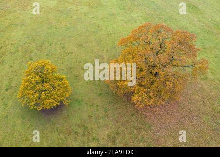 Europa, Deutschland, Hessen, Hinterland, Naturpark Lahn-Dill-Bergland, herbstfarbene Eichen bei Dautphetal Stockfoto