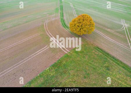 Europa, Deutschland, Hessen, Schwalm, Wasenberg, alte Stieleiche im Herbstlaub, Luftaufnahme Stockfoto