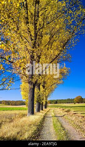 Europa, Deutschland, Hessen, Marburger Land, Pappelallee auf Schotterstraße, bei Amöneburg, Herbst Stockfoto