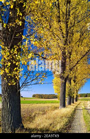 Europa, Deutschland, Hessen, Marburger Land, Pappelallee auf Schotterstraße, bei Amöneburg, Herbst Stockfoto