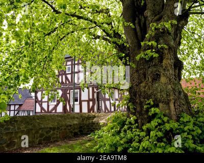 Europa, Deutschland, Hessen, Marburger Land, alte Sommerlinde in Lohra Stockfoto