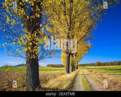 Europa, Deutschland, Hessen, Marburger Land, Pappelallee auf Schotterstraße, bei Amöneburg, Herbst Stockfoto