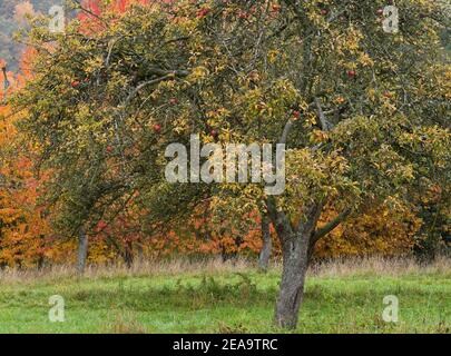 Europa, Deutschland, Hessen, Marburger Land, Marburg, Ockershäuser Berg Naturschutzgebiet, alter Apfelbaum vor herbstlichen Kirschbäumen Stockfoto