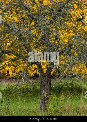 Europa, Deutschland, Hessen, Marburger Land, Marburg, Ockershäuser Berg Naturschutzgebiet, alter Apfelbaum vor herbstlichen Kirschbäumen Stockfoto