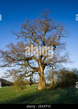 Europa, Deutschland, Hessen, Marburger Land, die alte Eiche von Stedebach, Weimar (Hessen) Stockfoto
