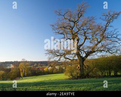 Europa, Deutschland, Hessen, Marburger Land, die alte Eiche von Stedebach, Weimar (Hessen) Stockfoto