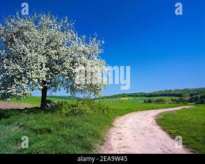 Europa, Deutschland, Hessen, Marburger Land, blühender Apfelbaum bei Ebsdorfergrund Stockfoto