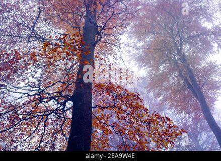 Europa, Deutschland, Hessen, Hinterland, Naturpark Lahn-Dill-Bergland, Biedenkopf, Europäische Buchen im Novembernebel Stockfoto