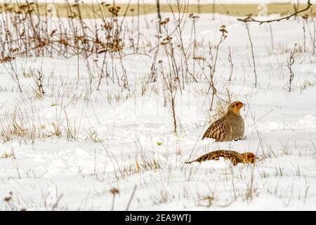 Paar graue Rebhuhn, Perdix perdix, im Schnee in Norfolk. Stockfoto