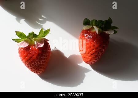 Ein Bündel leuchtend roter Erdbeeren auf weißem Hintergrund. Stockfoto