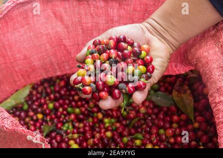 Lake Atitlan Guatemala eine Handvoll frisch gepflückter Kaffeebohnen aus einer Tüte. Stockfoto