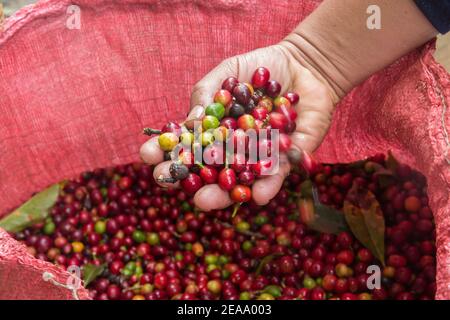 Lake Atitlan Guatemala eine Handvoll frisch gepflückter Kaffeebohnen aus einer Tüte. Stockfoto