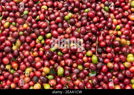 Frisch gepflückte rote Kaffeebohnen. Stockfoto