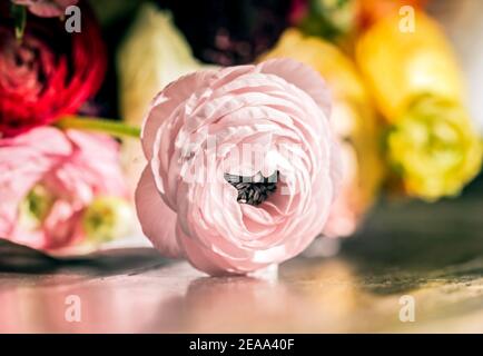 Echte charmante offene Blume von rosa Ranunculus für beste Stimmung Stockfoto