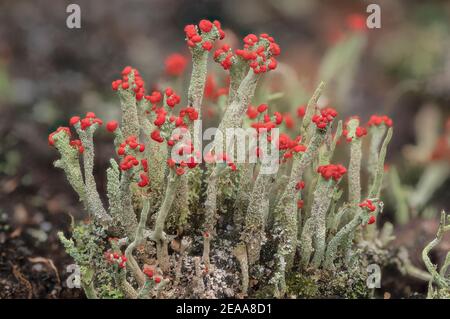 Cladonia macilenta - eine rot-gekippte Flechten wächst auf Heide, Dorset. Stockfoto