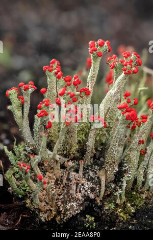 Cladonia macilenta - eine rot-gekippte Flechten wächst auf Heide, Dorset. Stockfoto