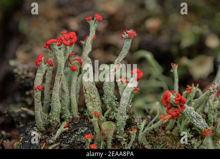 Cladonia macilenta - eine rot-gekippte Flechten wächst auf Heide, Dorset. Stockfoto