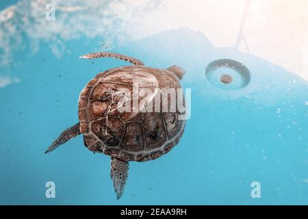 Eine verletzte und kranke Karettschildkröte befindet sich in einem Tierzentrum in einem großen Wasserbecken in der Rehabilitation und Behandlung. Die meisten Fälle Stockfoto