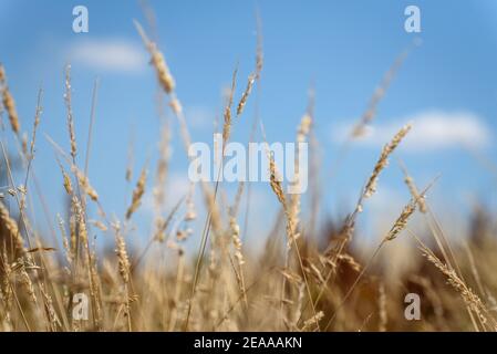 Weizen in der Sonne Reifen Stockfoto
