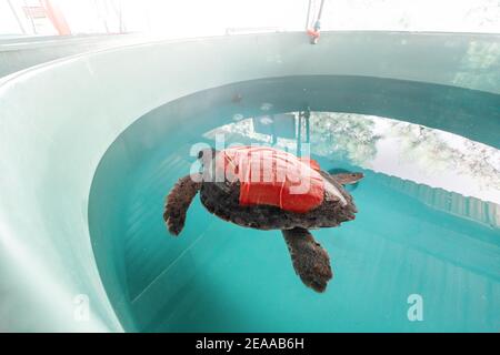 Eine verletzte und kranke Karettschildkröte befindet sich in einem Tierzentrum in einem großen Wasserbecken in der Rehabilitation und Behandlung. Die meisten Fälle Stockfoto